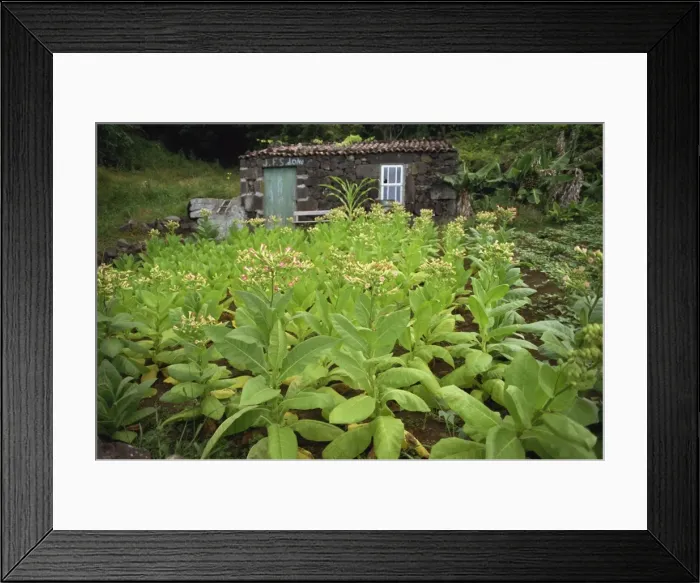 Framed Print : Stone cottage and crop, Sao Joao, Pico, Azores, Portugal, Europe Framed Print : Stone cottage and crop, Sao Joao, Pico, Azores, Portugal, Europe