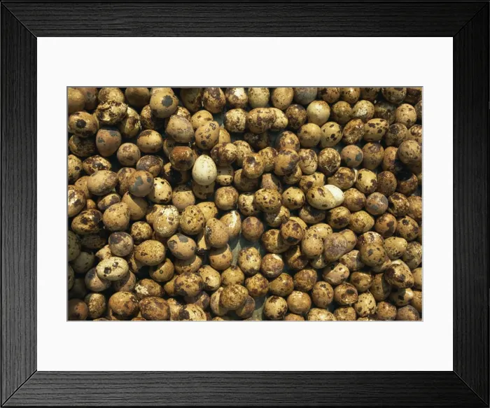 Framed Print : Birds eggs for sale, Gulang Island, Shandong, China, Asia Framed Print : Birds eggs for sale, Gulang Island, Shandong, China, Asia
