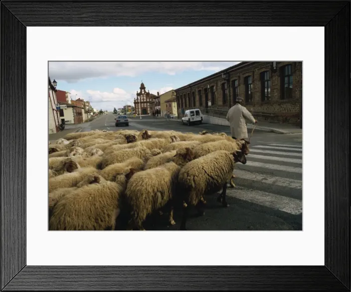 Framed Print : Shepherd leads sheep across street, Mansilla de las Mulas, Leon, Spain, Europe