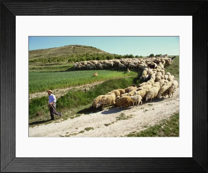 Framed Print : Shepherd and his flock, near Itero de la Vega, Palencia, Castilla y Leon, Spain, Europe Framed Print : Shepherd and his flock, near Itero de la Vega, Palencia, Castilla y Leon, Spain, Europe