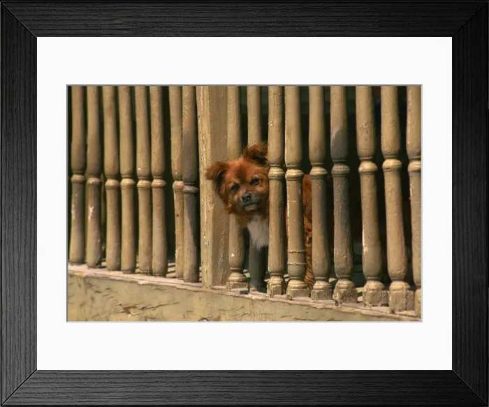 Framed Print : Small dog peeping out, Campo, Leon, Spain, Europe Framed Print : Small dog peeping out, Campo, Leon, Spain, Europe