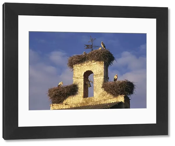 Storks nests on parish church, Villar de Mazarife, Leon, Spain, Europe