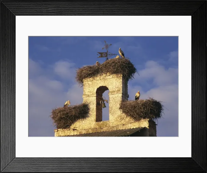 Framed Print : Storks nests on parish church, Villar de Mazarife, Leon, Spain, Europe Framed Print : Storks nests on parish church, Villar de Mazarife, Leon, Spain, Europe