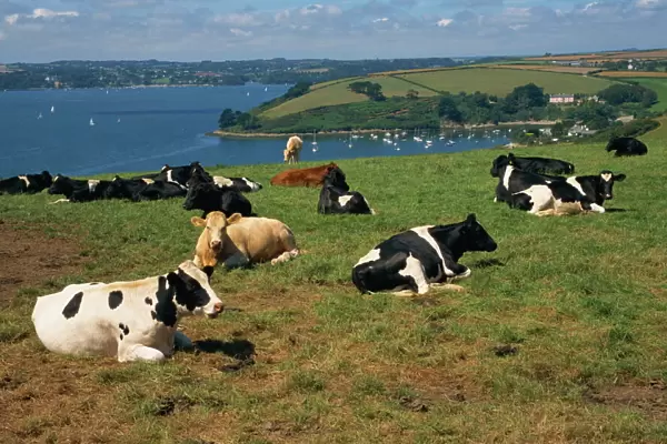 Dairy cows, Roseland Peninsula, Cornwall, England, United Kingdom, Europe