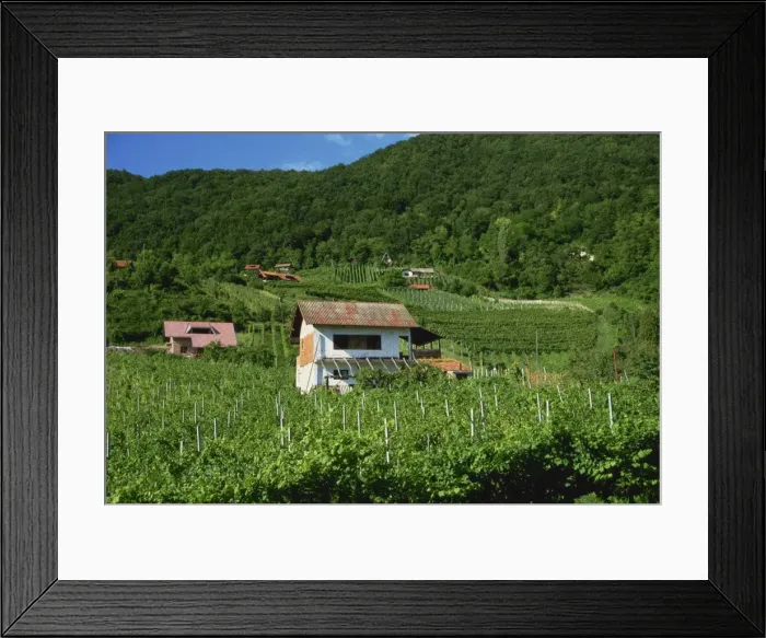 Framed Print : Vineyards, Zagorje region, Croatia, Europe Framed Print : Vineyards, Zagorje region, Croatia, Europe