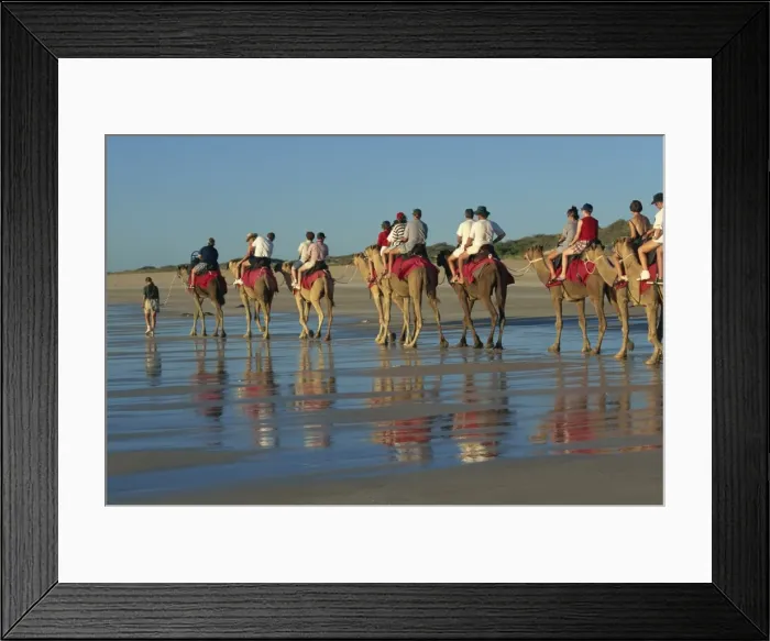 Framed Print : Camel rides, Cable Beach, Broome, Kimberley, Western Australia, Australia, Pacific Framed Print : Camel rides, Cable Beach, Broome, Kimberley, Western Australia, Australia, Pacific