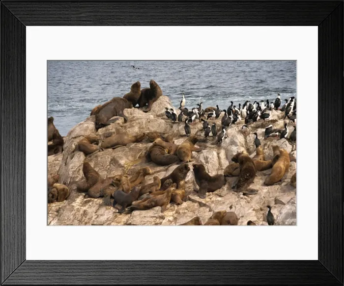 Framed Print : Sea lions, Beagle Channel, Argentina, South America Framed Print : Sea lions, Beagle Channel, Argentina, South America