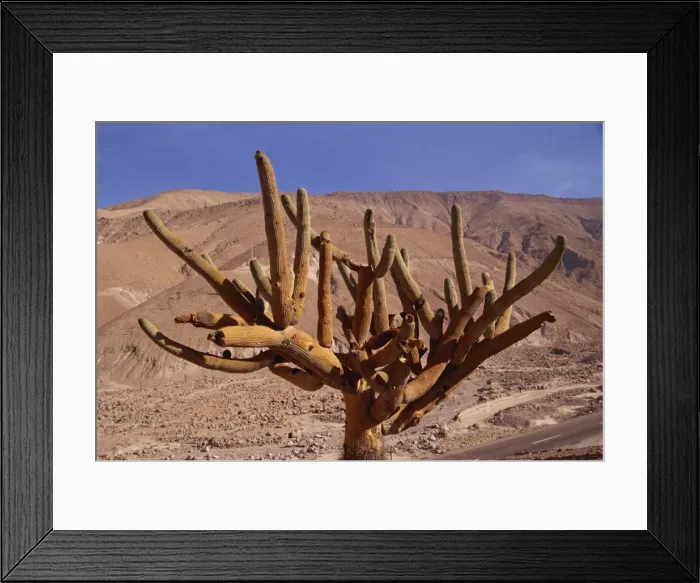 Framed Print : Candleholder cactus, Lluta Valley, Norte Grande, Chile, South America Framed Print : Candleholder cactus, Lluta Valley, Norte Grande, Chile, South America