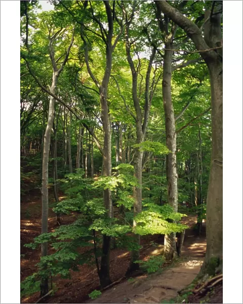 Klinte forest, beech glades at Mons Klint, Mon, Denmark, Scandinavia, Europe