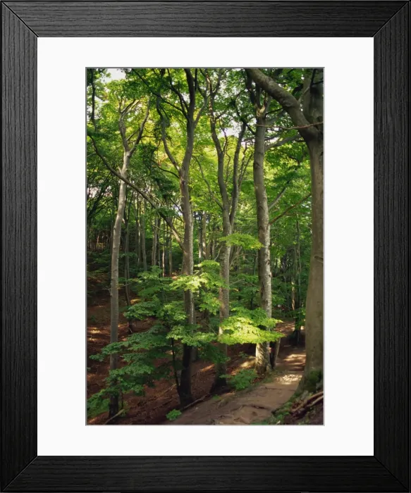Framed Print : Klinte forest, beech glades at Mons Klint, Mon, Denmark, Scandinavia, Europe Framed Print : Klinte forest, beech glades at Mons Klint, Mon, Denmark, Scandinavia, Europe