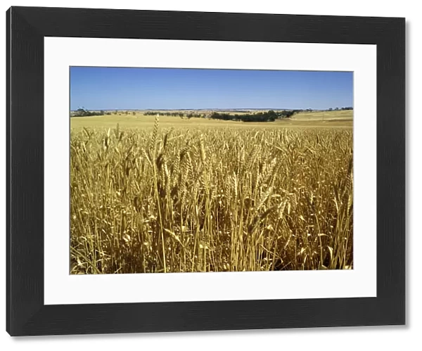 Vast fields of ripening wheat, near Northam, West Australia, Australia, Pacific