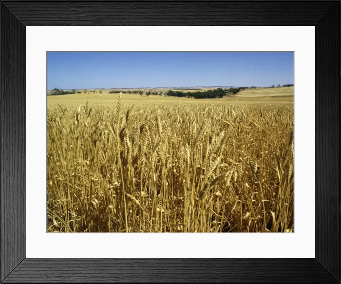 Framed Print : Vast fields of ripening wheat, near Northam, West Australia, Australia, Pacific Framed Print : Vast fields of ripening wheat, near Northam, West Australia, Australia, Pacific