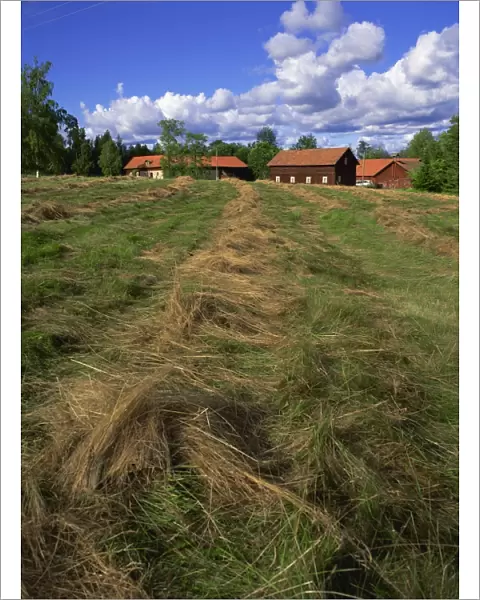 Hay drying and farm buildings in background, Ramens Herrgard, Eastern Varmland