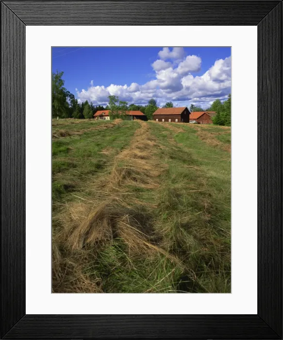 Framed Print : Hay drying and farm buildings in background, Ramens Herrgard, Eastern Varmland Framed Print : Hay drying and farm buildings in background, Ramens Herrgard, Eastern Varmland