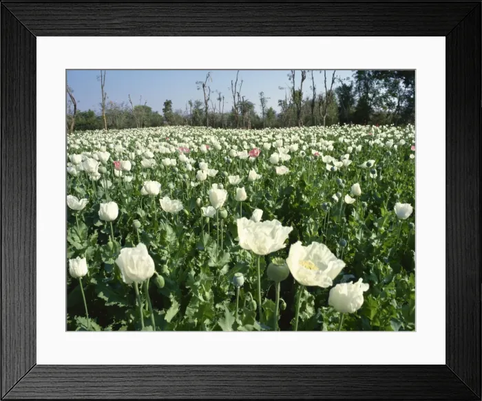 Framed Print : Field of opium poppies, grown under licence, near Chittorgarh, Rajasthan, India, Asia Framed Print : Field of opium poppies, grown under licence, near Chittorgarh, Rajasthan, India, Asia