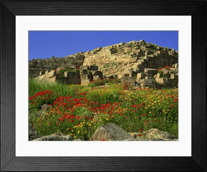 Framed Print : Spring flowers in front of the massive walls of the Acropolis, Selinunte Framed Print : Spring flowers in front of the massive walls of the Acropolis, Selinunte