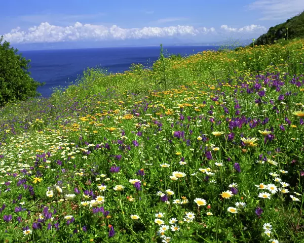 Wild flowers in spring in Zingaro Nature Reserve, Sicily, Italy, Mediterranean, Europe