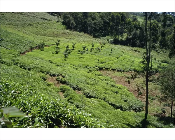 The high tea country of Kikuyu land, near Kangema, Kenya, East Africa, Africa