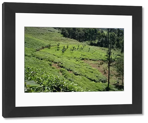 The high tea country of Kikuyu land, near Kangema, Kenya, East Africa, Africa