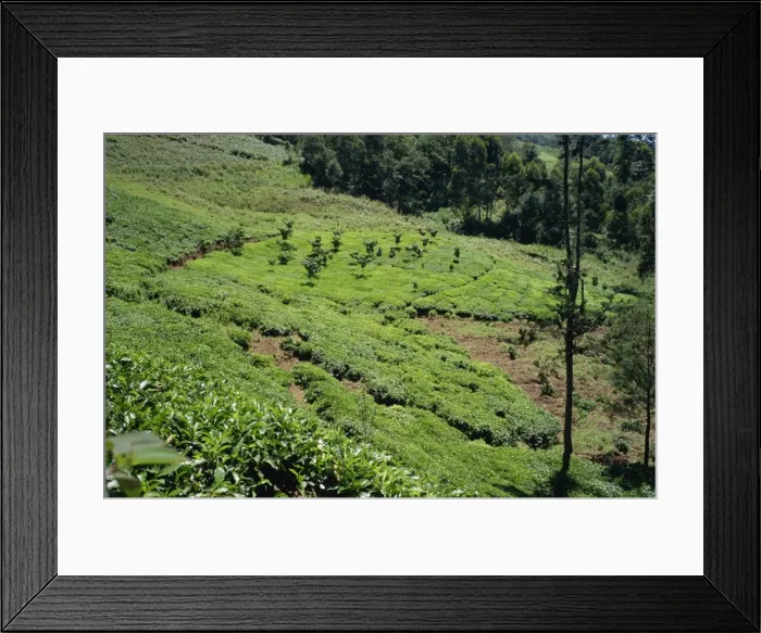 Framed Print : The high tea country of Kikuyu land, near Kangema, Kenya, East Africa, Africa Framed Print : The high tea country of Kikuyu land, near Kangema, Kenya, East Africa, Africa