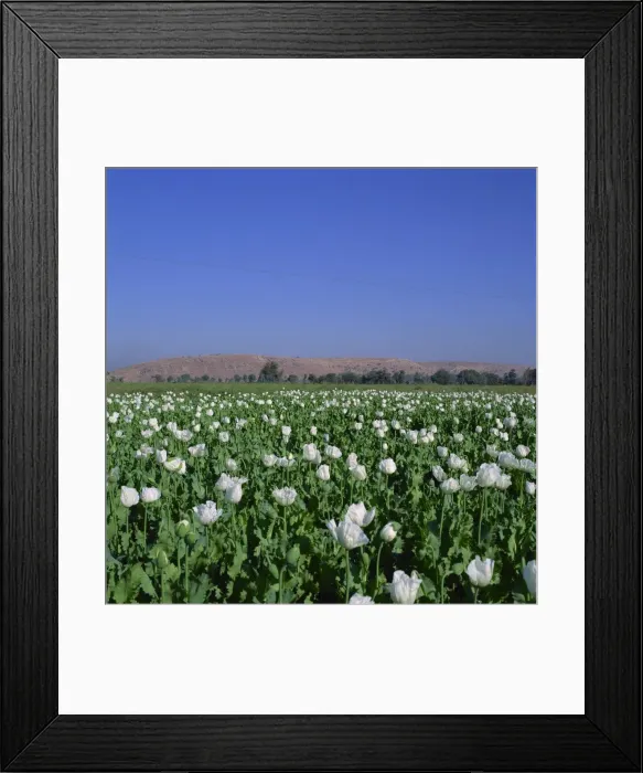 Framed Print : Field of opium poppies, Rajasthan, India, Asia Framed Print : Field of opium poppies, Rajasthan, India, Asia