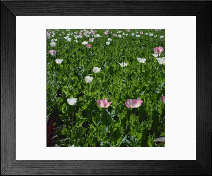Framed Print : Opium poppies in bloom, India, Asia Framed Print : Opium poppies in bloom, India, Asia