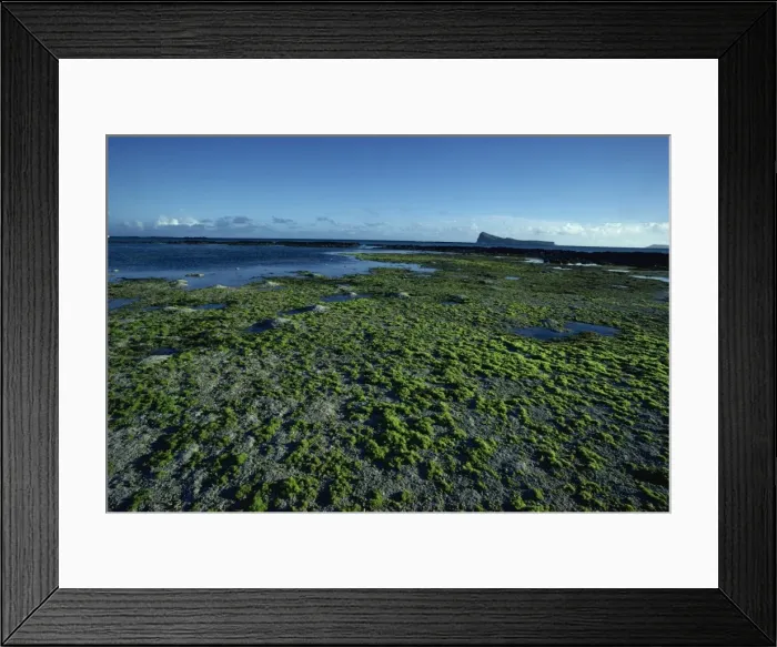 Framed Print : Cap Malheureux, northern tip of the coast, Mauritius, Indian Ocean, Africa Framed Print : Cap Malheureux, northern tip of the coast, Mauritius, Indian Ocean, Africa