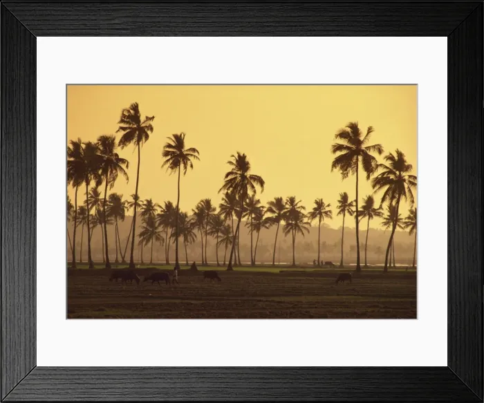 Framed Print : Rice fields in countryside around Panaji, Goa, India, Asia Framed Print : Rice fields in countryside around Panaji, Goa, India, Asia