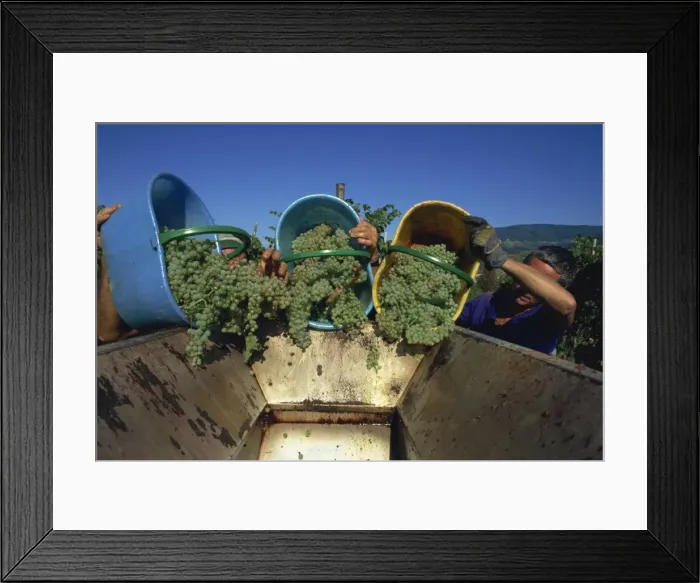 Framed Print : Picking grapes at Villa di Vetrice, Chianti Rufina, Tuscany, Italy, Europe Framed Print : Picking grapes at Villa di Vetrice, Chianti Rufina, Tuscany, Italy, Europe