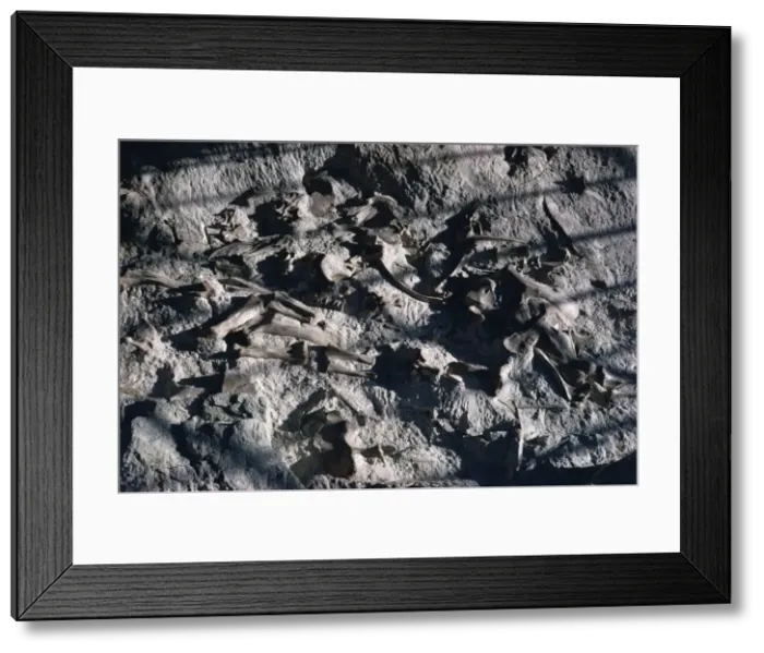 Framed Print : Dinosaur bones, Dinosaur National Park, Utah and Colorado, United States of America Framed Print : Dinosaur bones, Dinosaur National Park, Utah and Colorado, United States of America