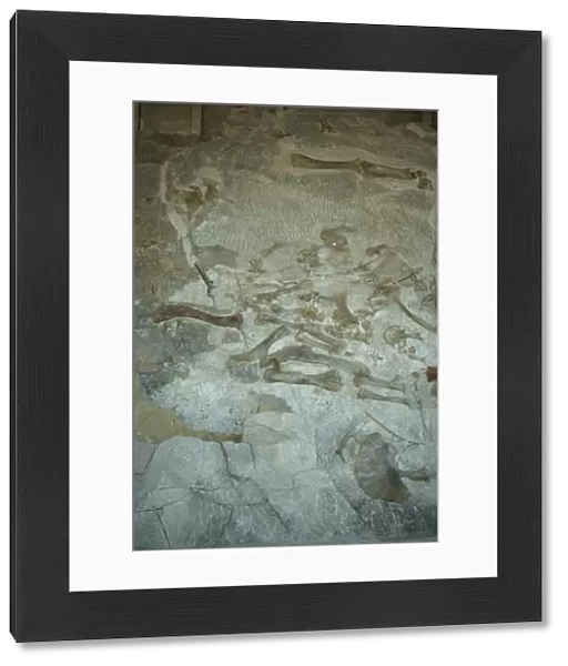 Fossilised bones including hind leg of Sauropod and Apatosaurus, Dinosaur National Monument