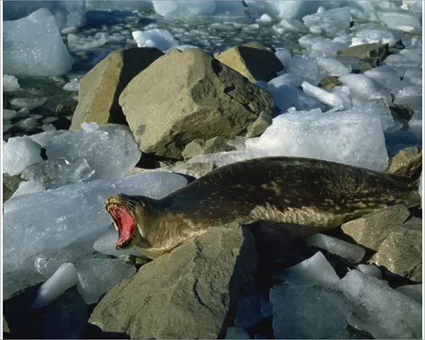 Weddell seal, Antarctica, Polar Regions