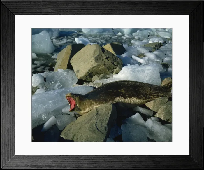 Framed Print : Weddell seal, Antarctica, Polar Regions Framed Print : Weddell seal, Antarctica, Polar Regions