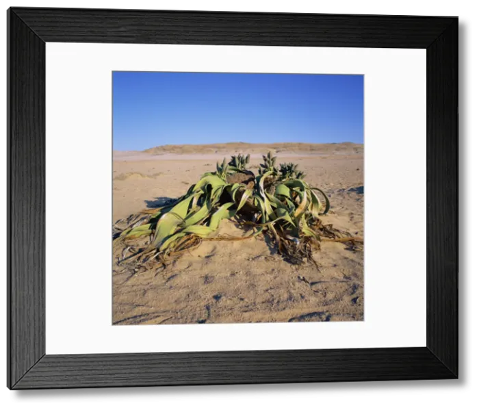 Framed Print : Welwitschia mirabilis, the famous fossil plant, a desert succulent, Namib-Naukluft Park Framed Print : Welwitschia mirabilis, the famous fossil plant, a desert succulent, Namib-Naukluft Park