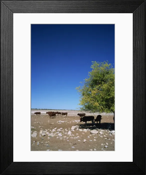 Framed Print : Cattle farm on edge of Kalahari Desert, Botswana, Africa Framed Print : Cattle farm on edge of Kalahari Desert, Botswana, Africa