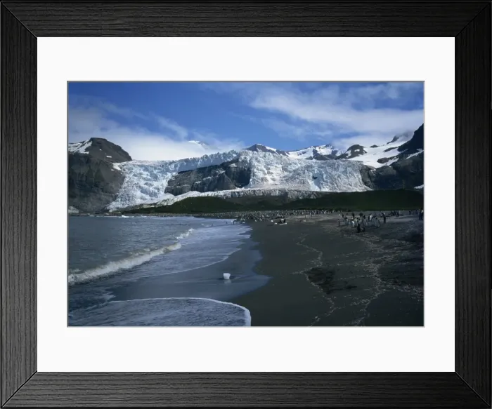 Framed Print : King penguins, Gold Harbour, South Georgia, Polar Regions Framed Print : King penguins, Gold Harbour, South Georgia, Polar Regions