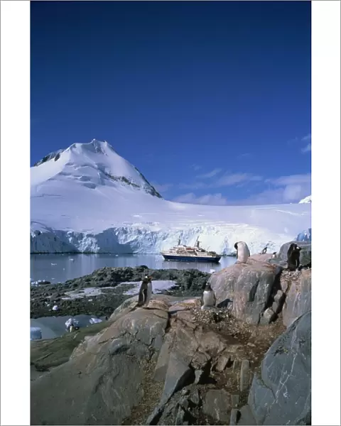 Gentoo penguins and Cruiseship World Discoverer, Antarctic Peninsula, Antarctica