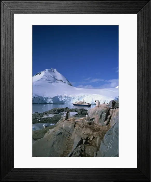 Framed Print : Gentoo penguins and Cruiseship World Discoverer, Antarctic Peninsula, Antarctica Framed Print : Gentoo penguins and Cruiseship World Discoverer, Antarctic Peninsula, Antarctica