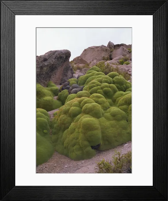 Framed Print : Vareta (Llareta) plant, Lauca National Park, Chile, South America Framed Print : Vareta (Llareta) plant, Lauca National Park, Chile, South America