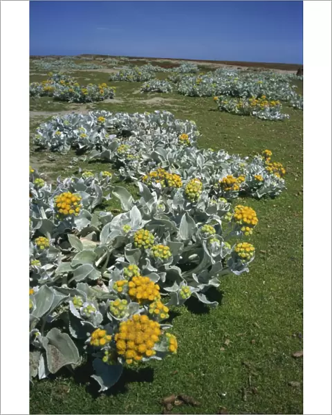 Sea cabbage (Senecio candicans), Falkland Islands, South America