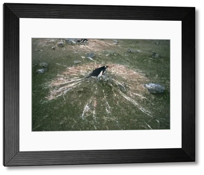 Framed Print : Gentoo penguin during incubation, Antarctica, Polar Regions Framed Print : Gentoo penguin during incubation, Antarctica, Polar Regions