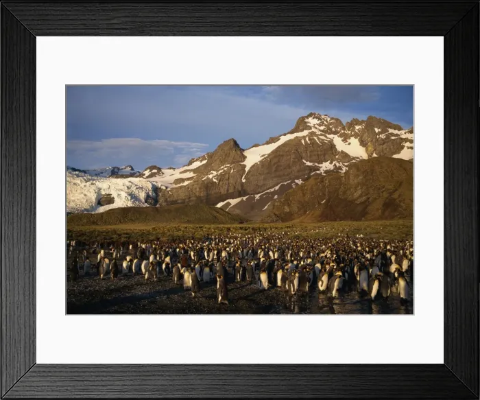 Framed Print : King penguin rookery, South Georgia, Polar Regions