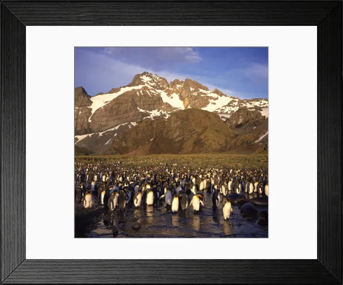 Framed Print : King penguins, South Georgia, South Atlantic, Polar Regions Framed Print : King penguins, South Georgia, South Atlantic, Polar Regions
