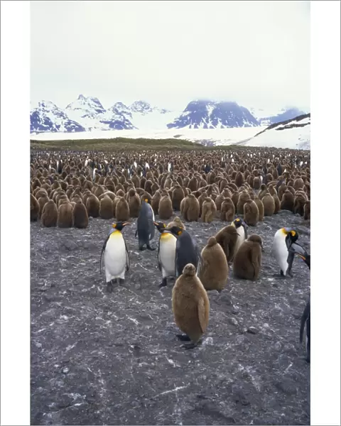 King penguins and chicks, South Georgia, South Atlantic, Polar Regions