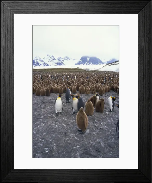Framed Print : King penguins and chicks, South Georgia, South Atlantic, Polar Regions Framed Print : King penguins and chicks, South Georgia, South Atlantic, Polar Regions