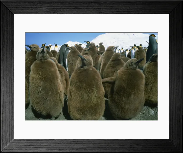 Framed Print : King penguin chicks, South Georgia, Polar Regions Framed Print : King penguin chicks, South Georgia, Polar Regions