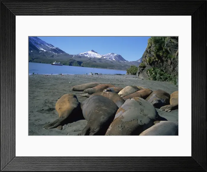 Framed Print : Elephant seals with tourist ship in distance, Fortuna Bay, South Georgia, Polar Regions