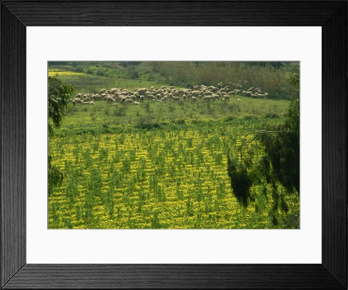 Framed Print : Sheep grazing among wild flowers near Faro Airport, Algarve, Portugal, Europe Framed Print : Sheep grazing among wild flowers near Faro Airport, Algarve, Portugal, Europe