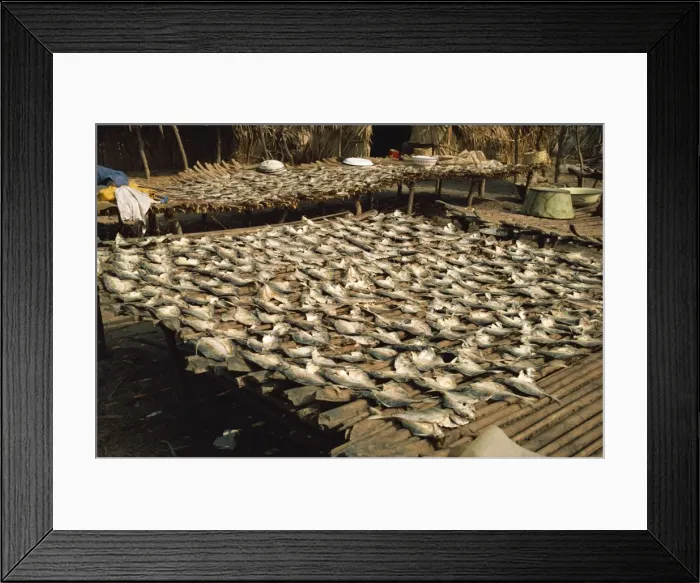 Framed Print : Fish drying in the sun, The Gambia, West Africa, Africa