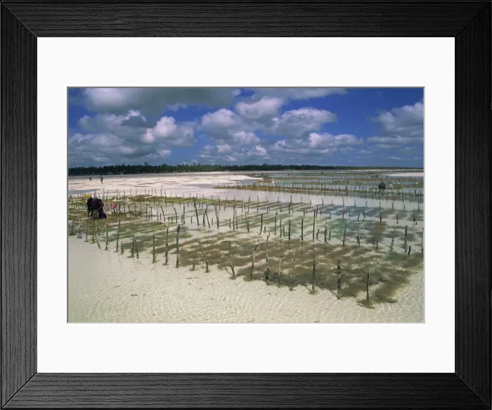 Framed Print : Beds of seaweed, an export crop, Jambiani Beach, Zanzibar, Tanzania, East Africa, Africa Framed Print : Beds of seaweed, an export crop, Jambiani Beach, Zanzibar, Tanzania, East Africa, Africa